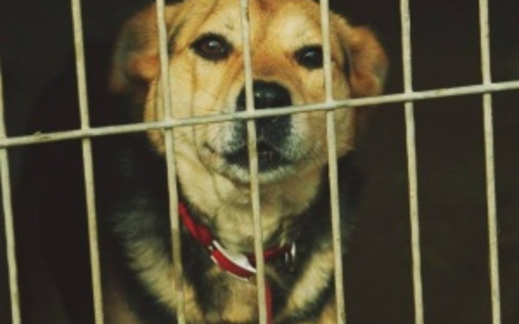 Zbiórka Schronisko w Siedlcach - zdjęcie główne