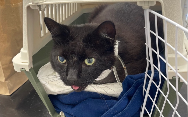 Zbiórka Pana Groszka potrącił samochód - zdjęcie główne