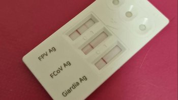 Zbiórka Na zakup leków ratujących życie kociąt w KociArce - miniaturka zdjęcia