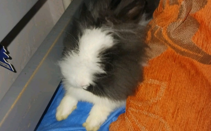 Królik odpoczywający na niebieskiej tkaninie, otulony pomarańczowym kocem.