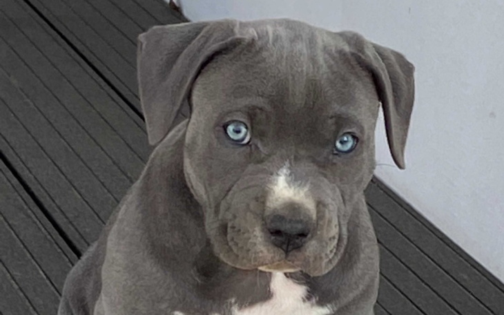 Zbiórka Zbieram na Amstaffa Blue - zdjęcie główne