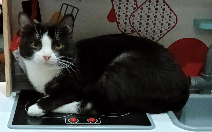 Zbiórka Operacja ratująca życie kot Oxy - zdjęcie główne