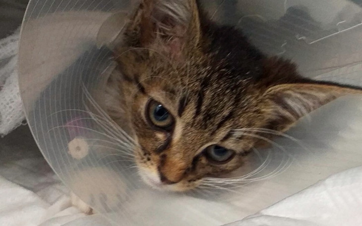 Zbiórka Ratujemy łapkę malutkiej Tibi - zdjęcie główne