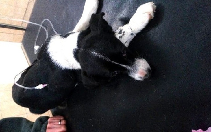 Zbiórka Umierający szczeniak z lasu - zdjęcie główne