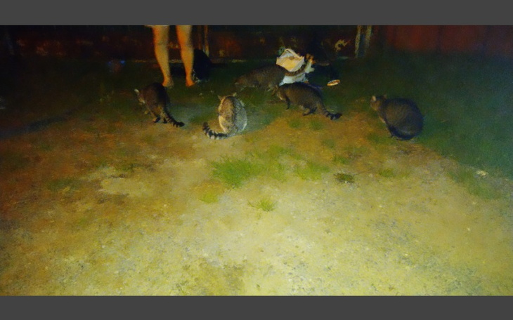 Zbiórka Dla bezdomniaków z Piask - zdjęcie główne