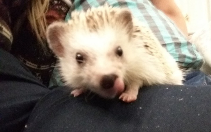 Zbiórka Potrzebujący pupil - zdjęcie główne