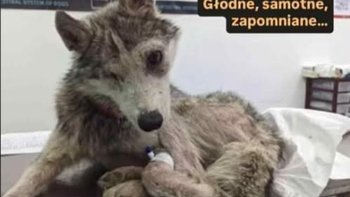 Zbiórka Uwolnijmy UME od cierpienia. - miniaturka zdjęcia