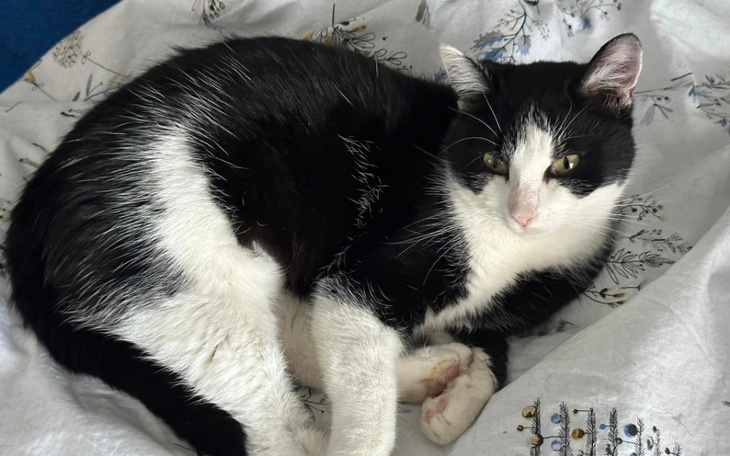 Zbiórka Leczenie białaczki u kota - zdjęcie główne