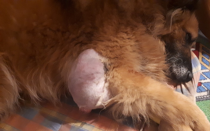 Zbiórka Moja Sara z wielkim nowotworem - zdjęcie główne