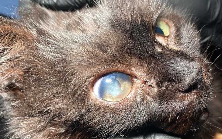 Zbiórka Gdy oczko ślepe i ząbek wypada - zdjęcie główne