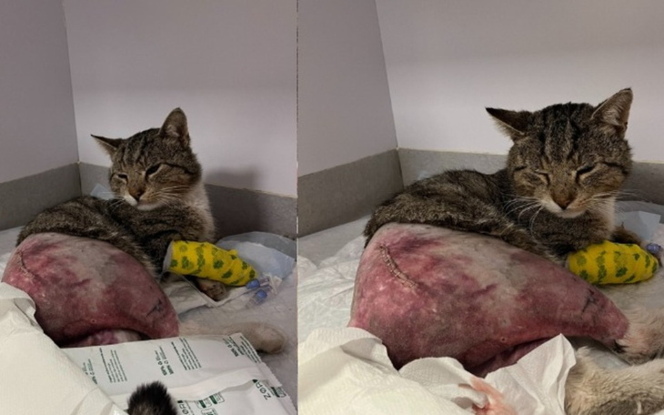 Chory kot odpoczywa po zabiegu, z opatrunkiem na nodze.