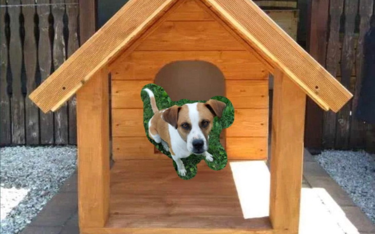 Zbiórka Na lepszą budę dla psa łańcuch - zdjęcie główne