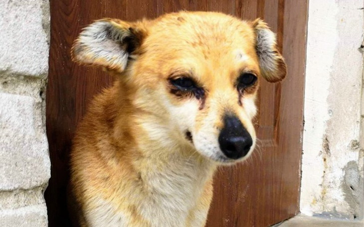 Zbiórka MałyPies nie zasłużył na miłość? - zdjęcie główne