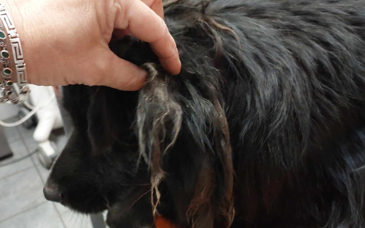 Osoba głaszcząca psa, z widocznymi splątanymi włosami.