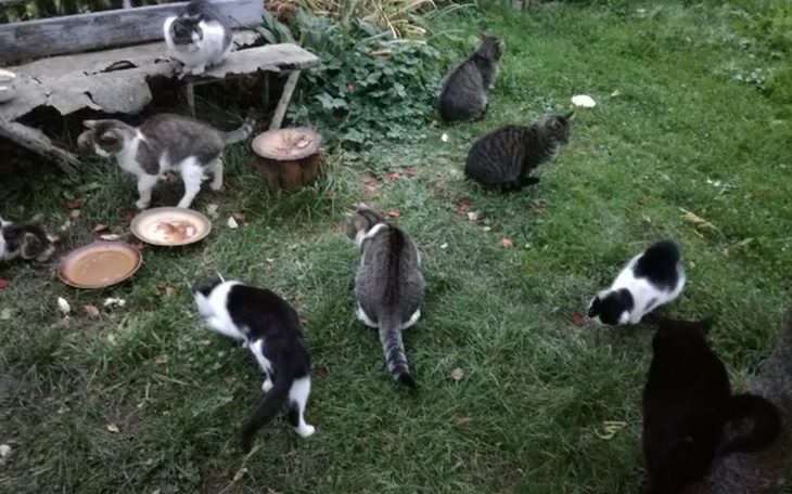 Zbiórka Nasze życie w Waszych sercach... - zdjęcie główne