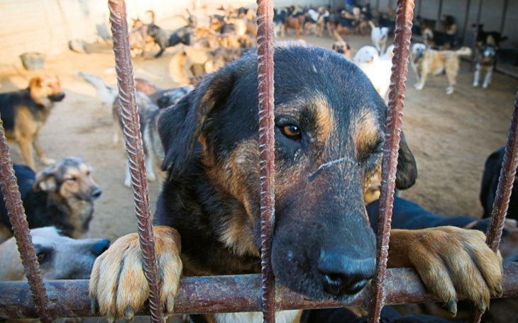 Zbiórka Na koniec mordowni psów. - zdjęcie główne
