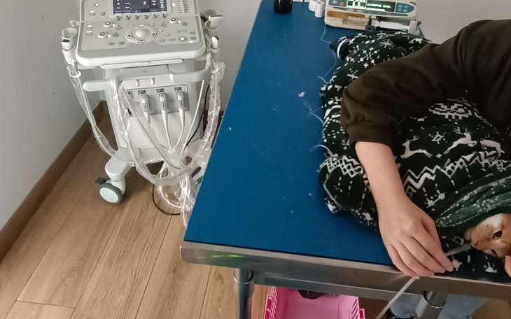Zbiórka Ratunek naszej ukochanej kotki - zdjęcie główne