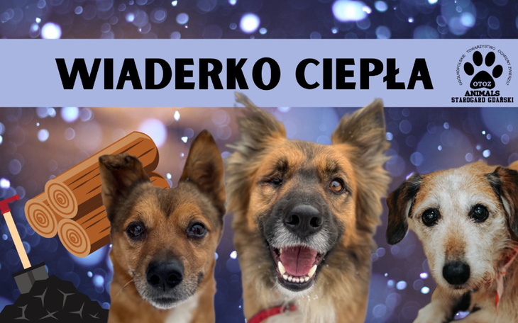 Zbiórka Ogrzej ciepłem zwierzaki - zdjęcie główne