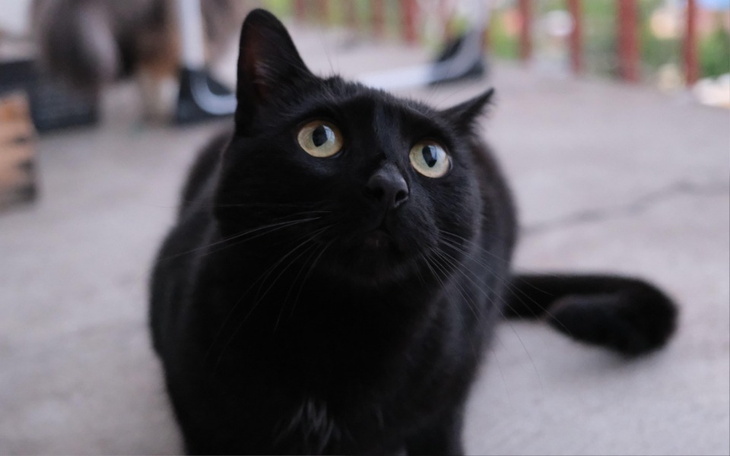 Zbiórka Pomóż Molly wygrać z chorobą - zdjęcie główne