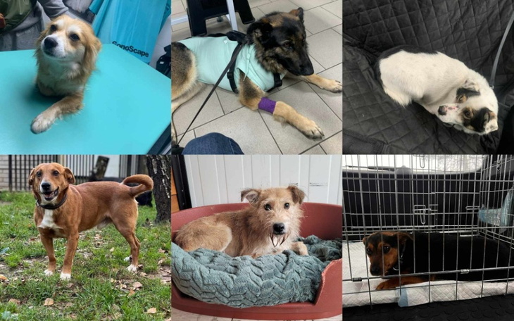 Zbiórka Urodzinowa zbiórka Ewy na psiaki - zdjęcie główne