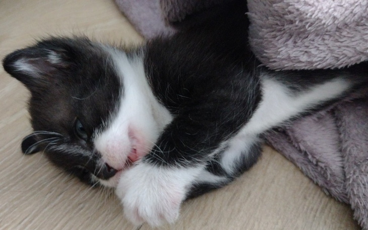 Zbiórka Orzeszek i mama - zdjęcie główne