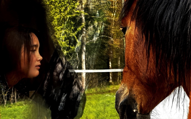 Konie w pięknym otoczeniu natury, z bliskim ujęciem ich twarzy.