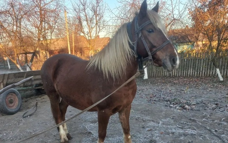 Zbiórka pomóżcie ocalić snieżkę - zdjęcie główne