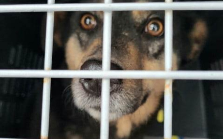 Zbiórka Pies zbiera na transport-270zl - zdjęcie główne