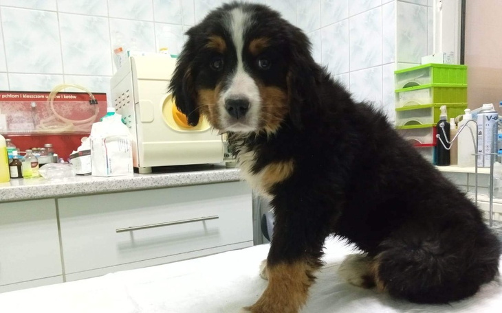Zbiórka Szczeniak chory na parowirozę - zdjęcie główne