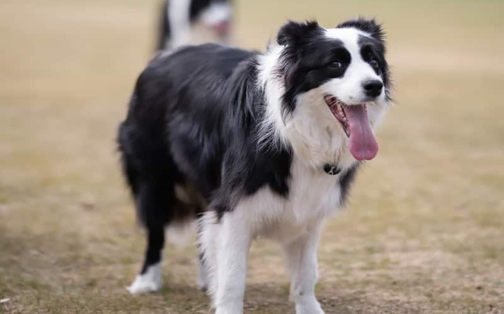 Zbiórka Na psa border collie - zdjęcie główne