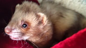 Zbiórka Fretka Mumin - pilna diagnostyka - miniaturka zdjęcia