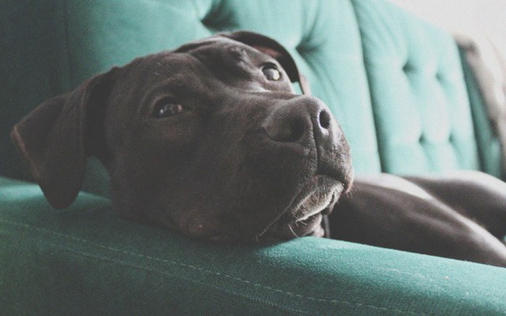 Zbiórka Lazar chce znowu biegać! - zdjęcie główne