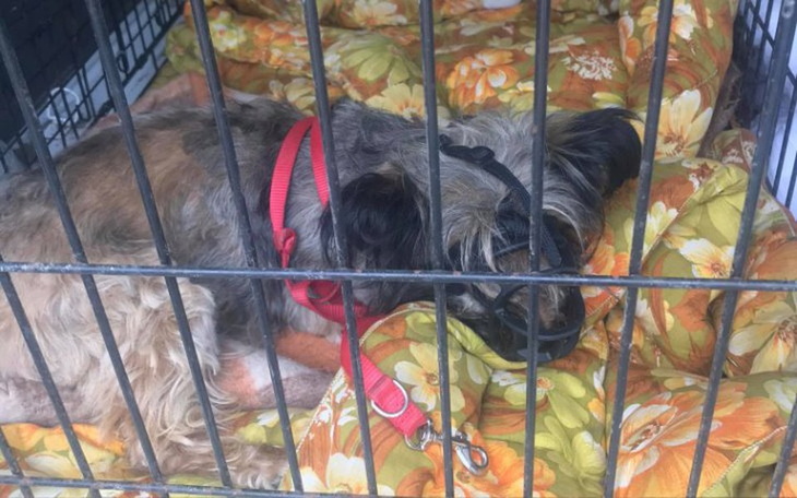 Zbiórka Reksio prosi o pomoc - zdjęcie główne