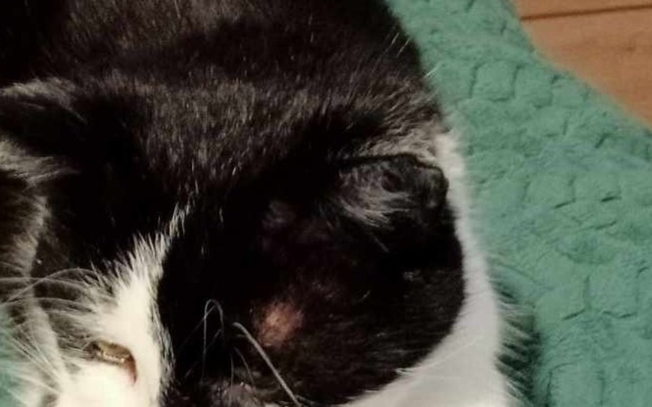 Czarnobiały kot odpoczywający na zielonym kocu.