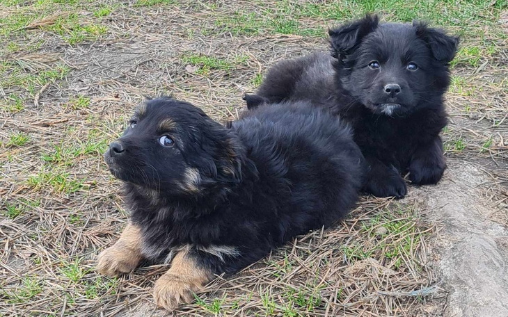 Zbiórka Transport szczeniąt do Warszawy - zdjęcie główne