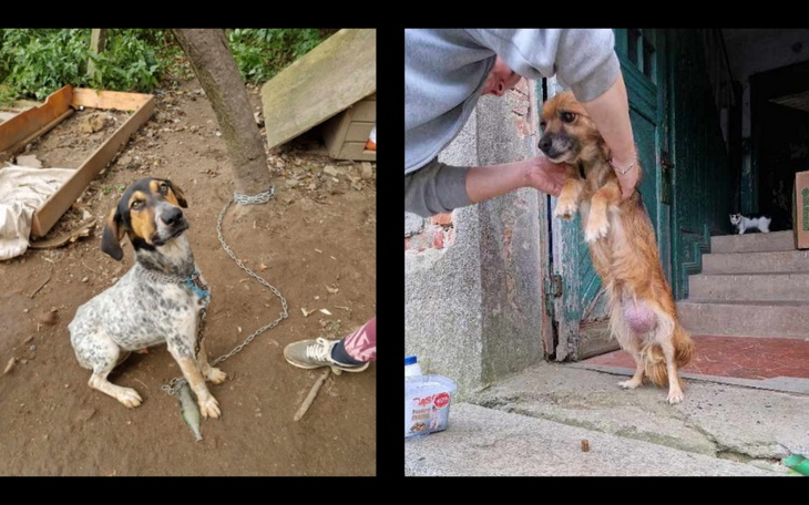 Zbiórka Na psy z wioskowej patologii - zdjęcie główne