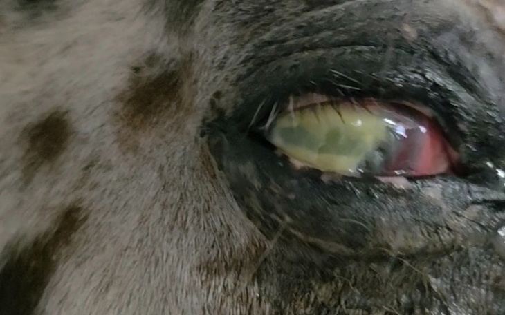Zbliżenie na oko psa z widoczną infekcją.