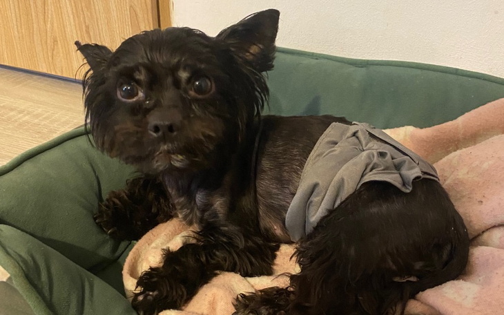 Mały pies w ubranku leżący na łóżku.