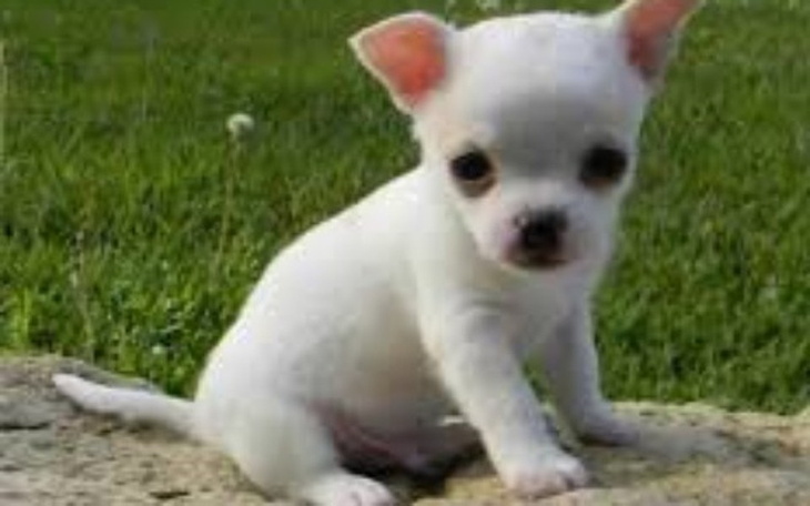 Zbiórka Zbiórka na wymarzonego pupila - zdjęcie główne