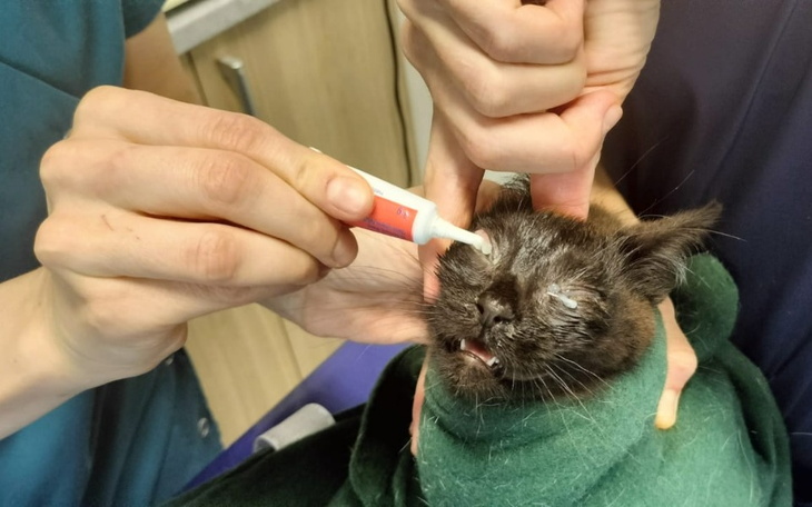 Zbiórka Ratujemy Serafina ... - zdjęcie główne