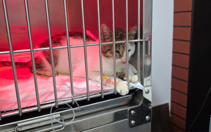 Chory kot w klatce, odpoczywa pod czerwonym światłem.