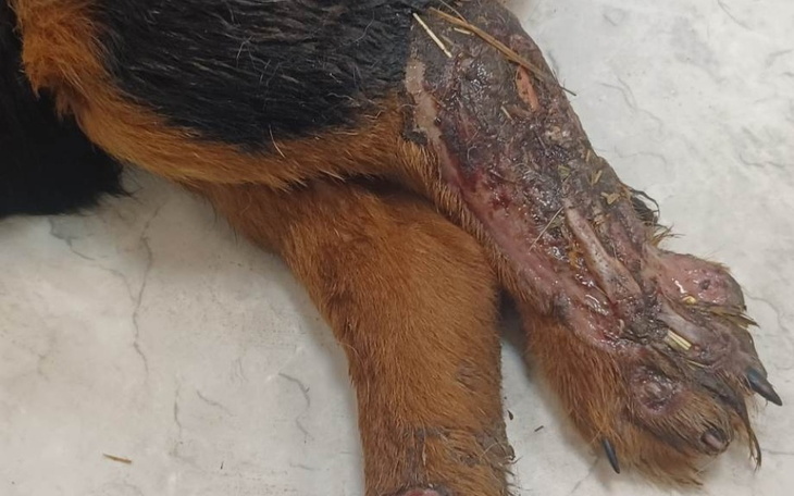 Zbiórka Kajtuś chce żyć... - zdjęcie główne