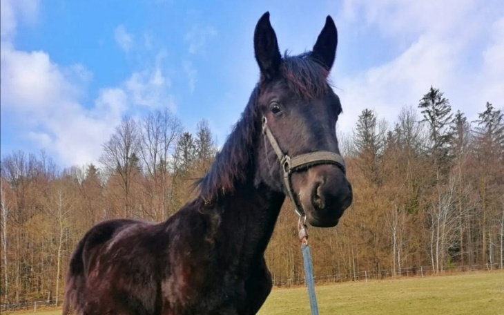 Zbiórka Największe marzenie, swój koń - zdjęcie główne