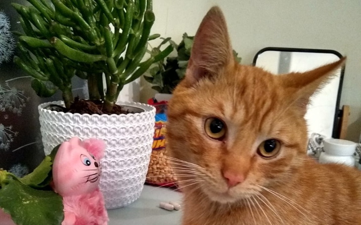 Rudy kotek z ciekawym spojrzeniem w otoczeniu roślin.