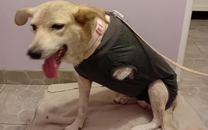 Pies w szarym ubraniu, siedzi na podłodze.