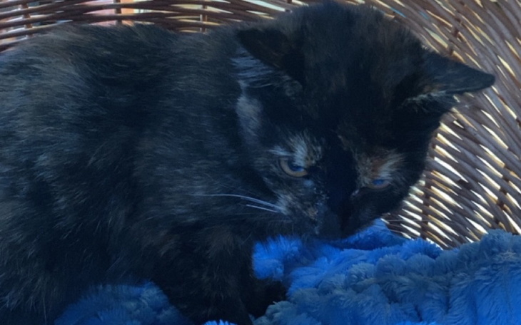 Zbiórka Zbieram na leczenie Pysi - zdjęcie główne