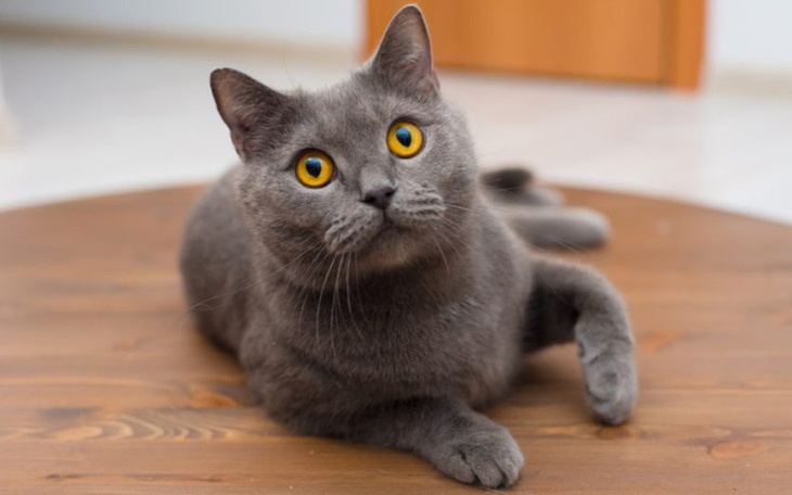 Zbiórka ararat na zęby - zdjęcie główne