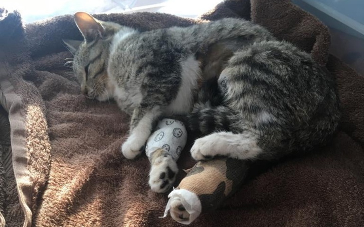 Zbiórka Pomóżmy Tosi. - zdjęcie główne