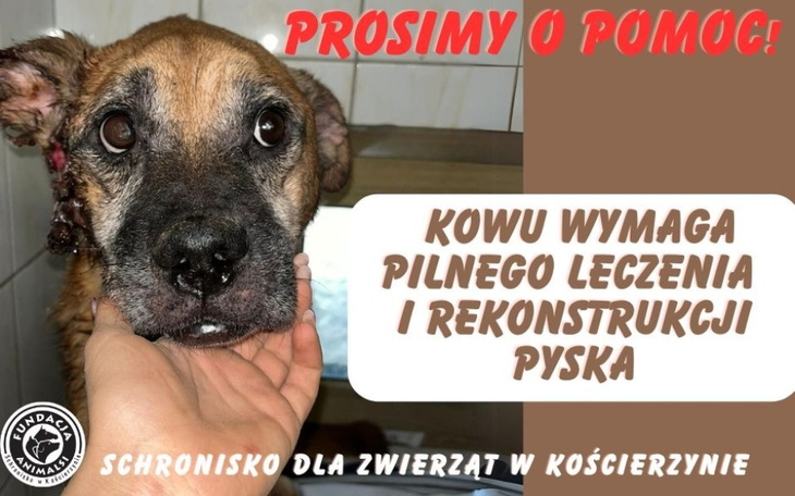 Pies z uszkodzoną szczęką, potrzebujący pilnej pomocy weterynaryjnej.