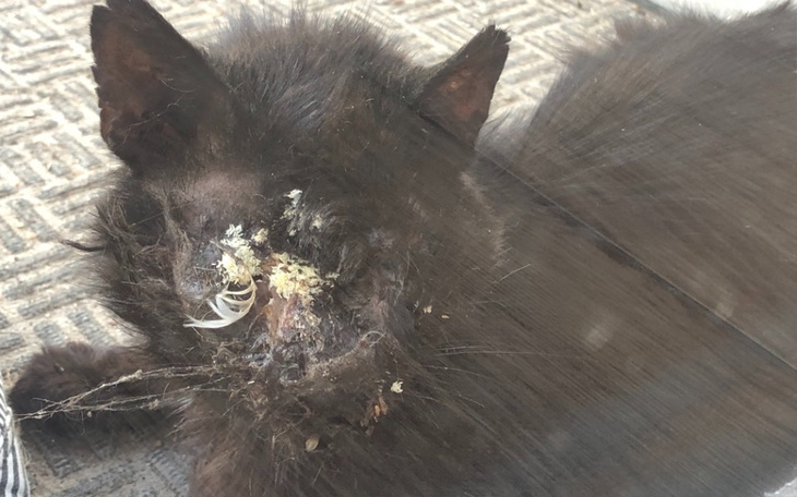 Chory kot leżący na podłodze, z widocznymi ranami na głowie.